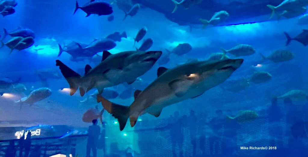 sharks swimming