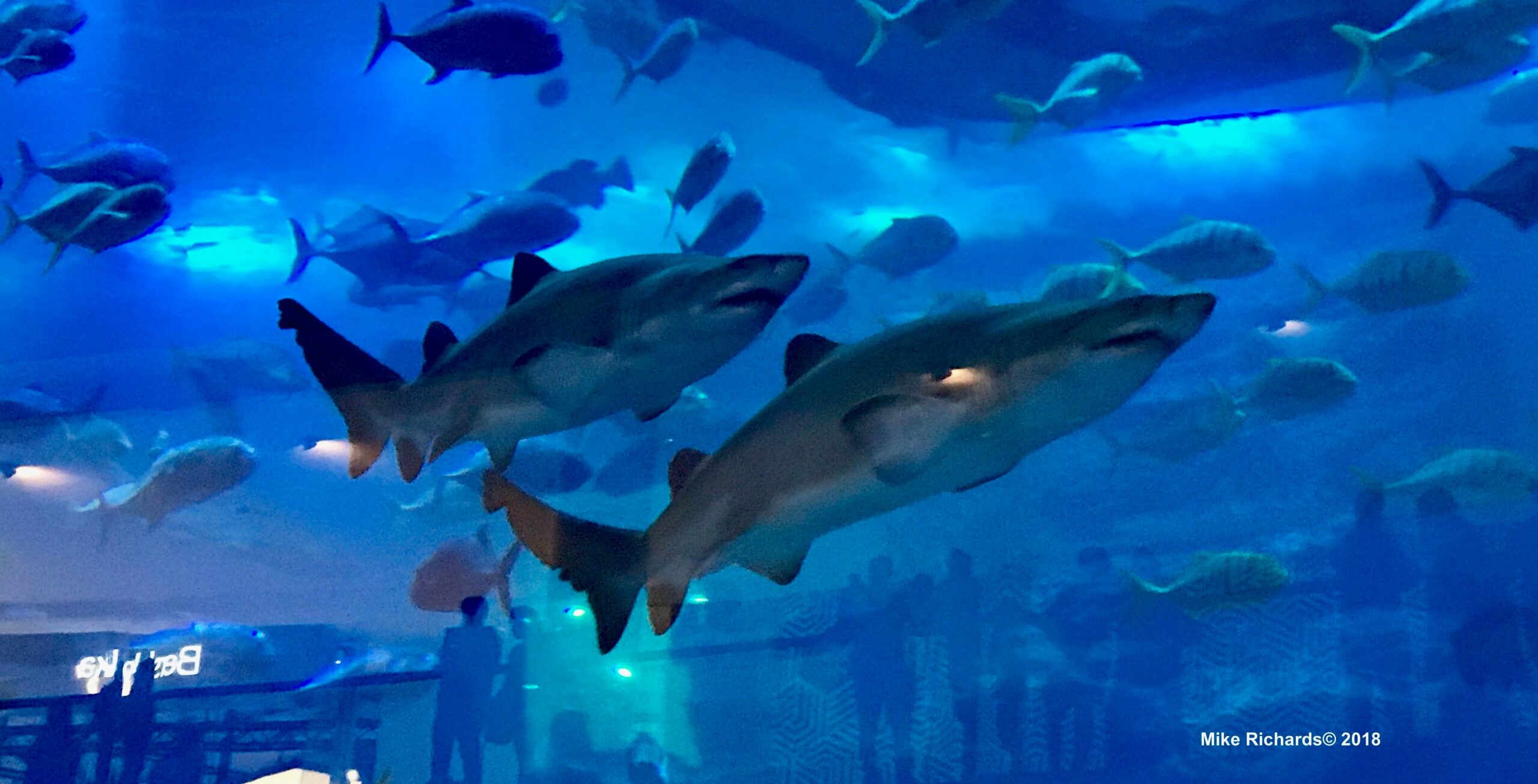 sharks swimming